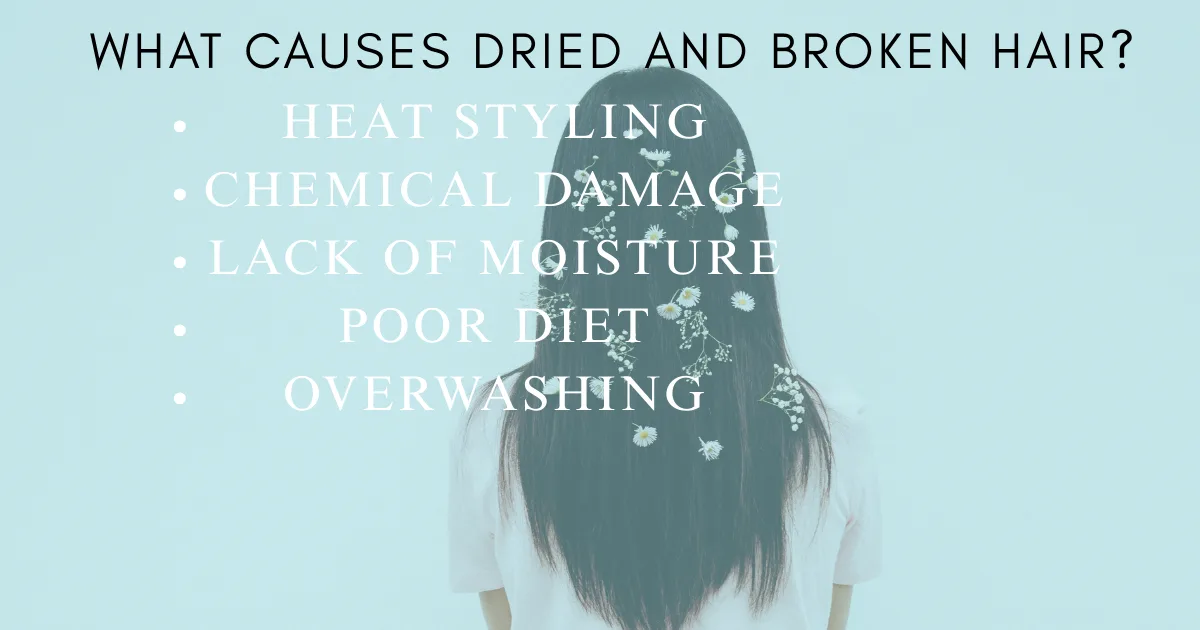 How to Restore Dried and Broken Hair in Natural Ways.